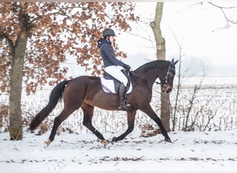 Oldenburg, Mare, 17 years, 16 hh, Bay-Dark