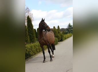 Oldenburg, Mare, 17 years, 16 hh, Brown