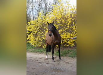 Oldenburg, Mare, 17 years, 16 hh, Brown