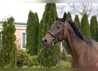 Oldenburg, Mare, 17 years, 16 hh, Brown