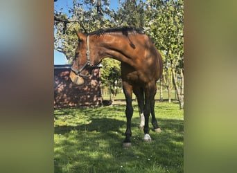 Oldenburg, Mare, 17 years, 16 hh, Brown