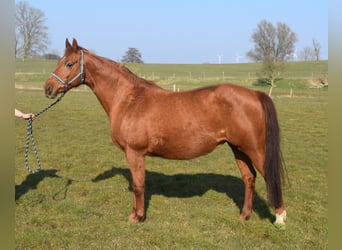 Oldenburg, Mare, 17 years, 16 hh, Chestnut-Red