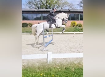 Oldenburg, Mare, 17 years, 16 hh, Gray