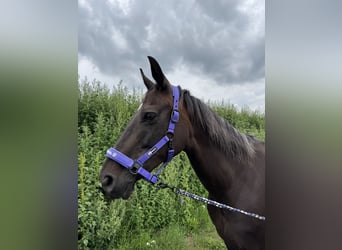 Oldenburg, Mare, 17 years, 16 hh, Smoky-Black
