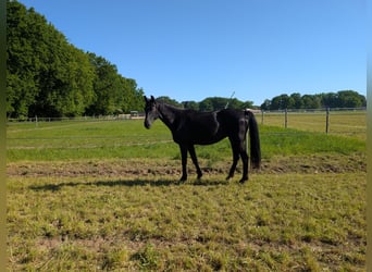 Oldenburg, Mare, 17 years, 16,1 hh, Black