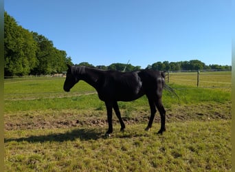Oldenburg, Mare, 17 years, 16,1 hh, Black