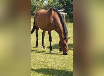 Oldenburg, Mare, 17 years, Brown