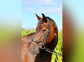 Oldenburg, Mare, 18 years, 16.1 hh, Bay-Dark Oldenburg, Mare, 18 years, 16.1 hh, Bay-Dark