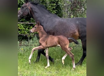 Oldenburg, Mare, 18 years, 16.1 hh, Smoky-Black