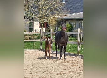 Oldenburg, Mare, 18 years, 16,2 hh, Bay-Dark