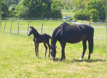 Oldenburg, Mare, 18 years, 16,2 hh, Bay-Dark