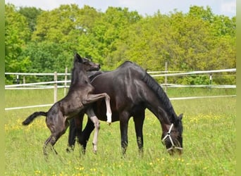 Oldenburg, Mare, 18 years, 16,2 hh, Bay-Dark