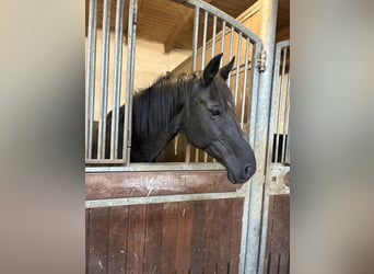 Oldenburg, Mare, 18 years, 16.2 hh, Black