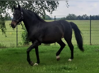 Oldenburger, Stute, 18 Jahre, 16,2 hh