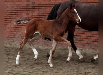 Oldenburg, Mare, 18 years, 16,2 hh, Brown