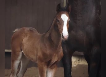 Oldenburg, Mare, 18 years, 16,2 hh, Brown