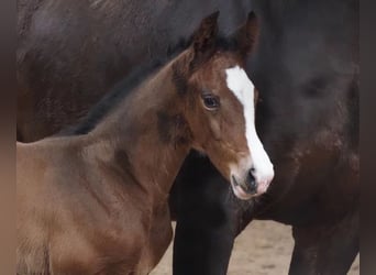 Oldenburg, Mare, 18 years, 16,2 hh, Brown