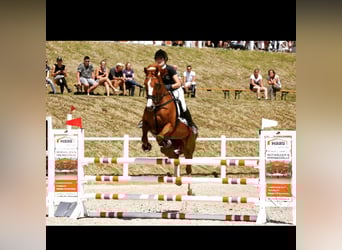 Oldenburg, Mare, 18 years, 16.3 hh, Chestnut-Red