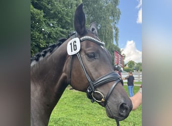 Oldenburg, Mare, 18 years, 16 hh, Bay-Dark