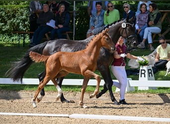 Oldenburg, Mare, 18 years, 16 hh, Bay-Dark