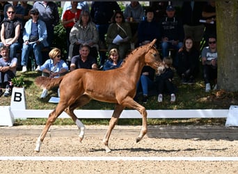 Oldenburg, Mare, 18 years, 16 hh, Bay-Dark