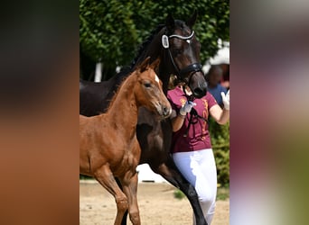 Oldenburg, Mare, 18 years, 16 hh, Bay-Dark