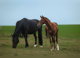 Oldenburg, Mare, 18 years, 16 hh, Bay-Dark
