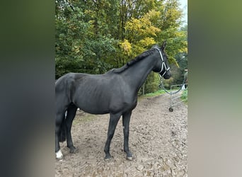 Oldenburg, Mare, 18 years, 16 hh, Black