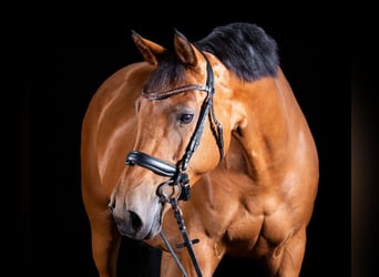 Oldenburg, Mare, 18 years, 16 hh, Brown