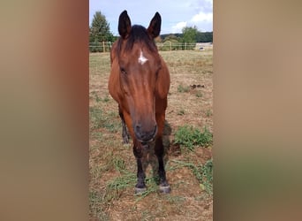 Oldenburg, Mare, 18 years, 16 hh, Brown