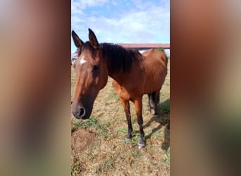 Oldenburg, Mare, 18 years, 16 hh, Brown