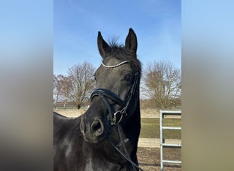 Oldenburg, Mare, 18 years, 16,1 hh, Black