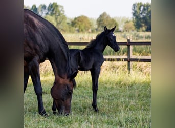 Oldenburg, Mare, 18 years, 16,1 hh, Smoky-Black