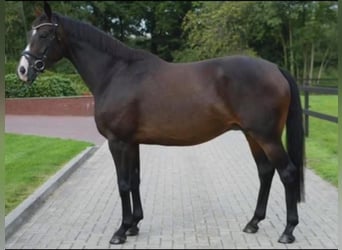 Oldenburg, Mare, 18 years, 16,1 hh, Smoky-Black