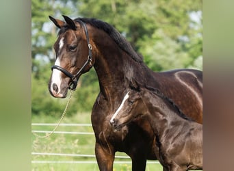 Oldenburg, Mare, 18 years, 16,1 hh, Smoky-Black