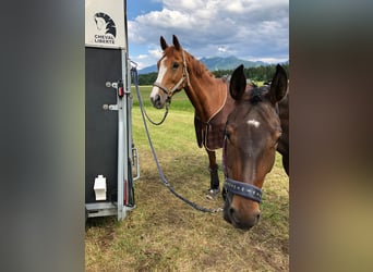 Oldenburg, Mare, 18 years, 16,3 hh, Chestnut-Red