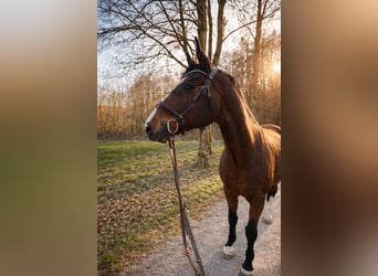 Oldenburg, Mare, 18 years, 17 hh, Brown