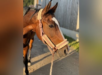 Oldenburg, Mare, 19 years, 14,2 hh, Brown