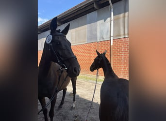 Oldenburg, Mare, 19 years, 16 hh, Bay-Dark