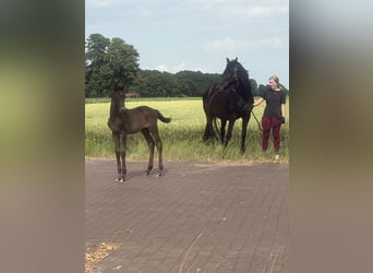 Oldenburg, Mare, 19 years, 16,2 hh, Black