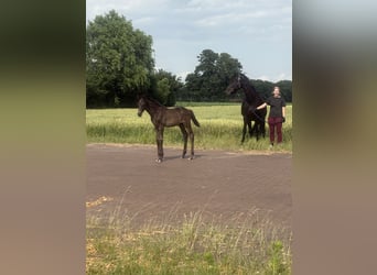Oldenburg, Mare, 19 years, 16,2 hh, Black