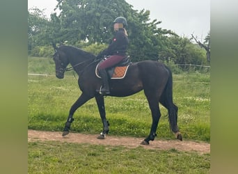 Oldenburg, Mare, 19 years, 16,3 hh, Smoky-Black