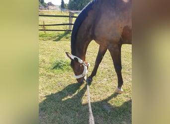 Oldenburg, Mare, 19 years, 17 hh, Bay-Dark