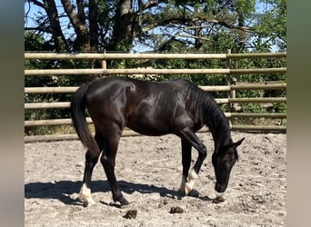 Oldenburg, Mare, 1 year, 13,1 hh, Black