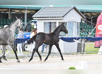 Oldenburg, Mare, 1 year, 15.1 hh, Grey