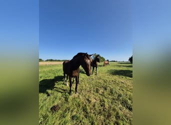 Oldenburg, Mare, 1 year, 15.2 hh, Brown