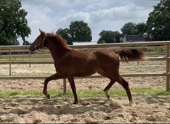 Oldenburg, Mare, 1 year, 15 hh, Chestnut-Red