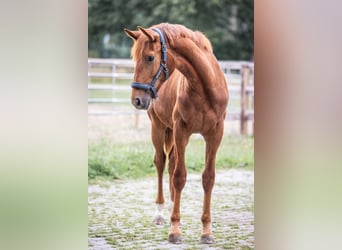 Oldenburg, Mare, 1 year, 15 hh, Chestnut-Red