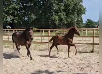 Oldenburg, Mare, 1 year, 15 hh, Chestnut-Red