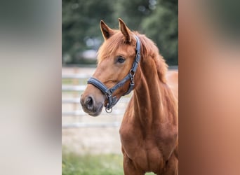 Oldenburg, Mare, 1 year, 15 hh, Chestnut-Red